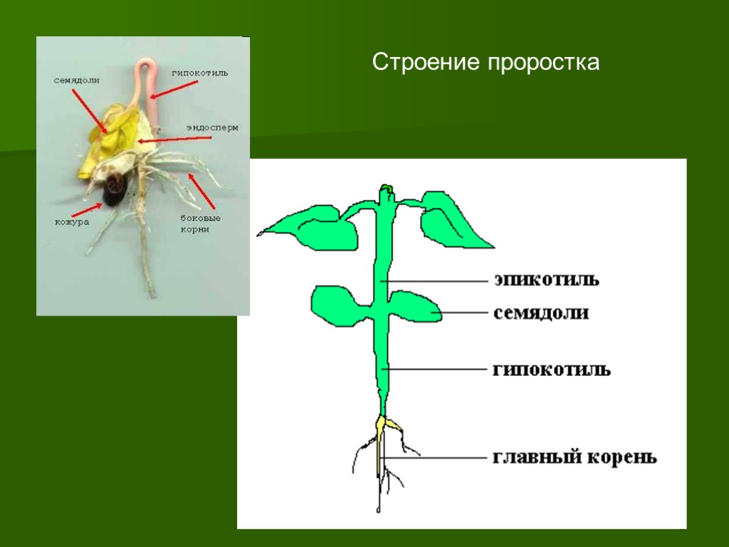 3 Строение проростка